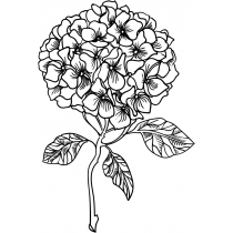 Hydrangea Stamp